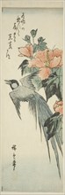 Long-tailed bird and hibiscus, 1830s-1840s.