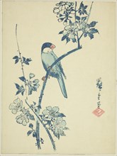 Java sparrow on cherry branch, c. 1830/44.