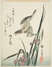 Cuckoo flying over iris, 1830s.