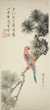 Macaw on a pine branch, c. 1835.