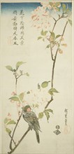 Bullfinch on aronia branch, 1830s.