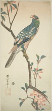 Parrot on a blossoming branch, 1830s.