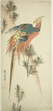 Golden pheasant and pine shoots in snow, c. 1833.