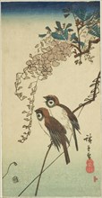 Sparrows and wisteria, n.d.