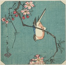 Bullfinch, section of an untitled harimaze print, c. 1840s.