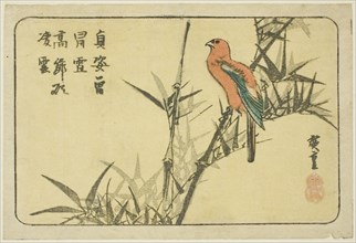 Macaw and bamboo, n.d.