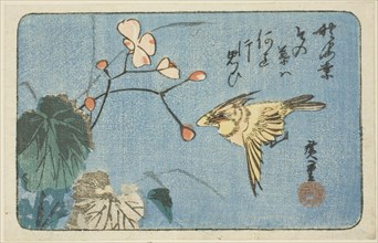 Yellow bird and begonia, n.d.