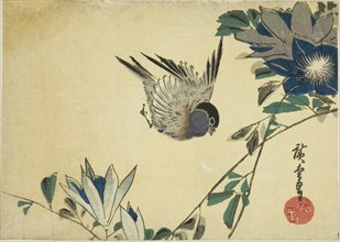 Bullfinch and clematis, 1830s.
