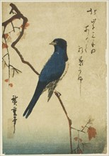 Blue bird on maple branch, n.d.