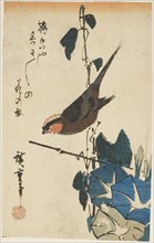 Sparrow and morning glories, n.d.
