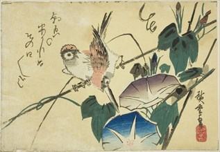 Sparrows and morning glories, 1830s.