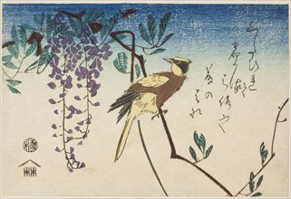 Black-naped oriole and wisteria, n.d.