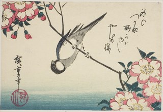 Great tit on cherry blossom branch, 1830s.