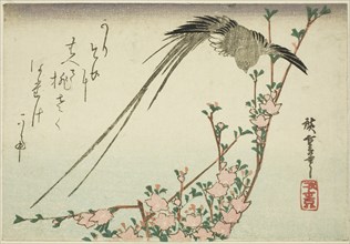 Long-tailed bird and peach blossoms, 1830s.