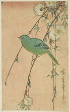 Japanese white-eye and weeping cherry, c. 1830s.