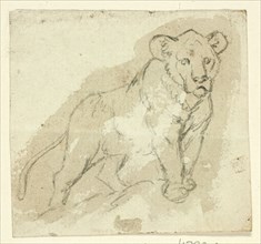 Five Sketches of Lions: Standing Cub, n.d.