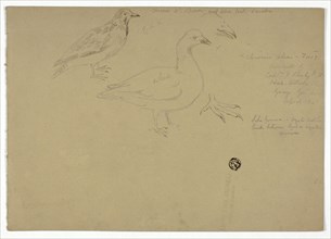 Sketches of Birds, c. 1888.