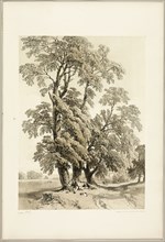 Elm, from The Park and the Forest, 1841.