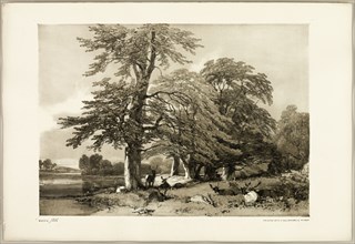 Beech, from The Park and the Forest, 1841.