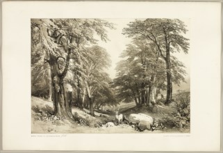 Beech Trees in Arundale Park, from The Park and the Forest, 1841.
