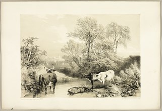 Thorn, Willow, Beech and Birch, from The Park and the Forest, 1841.