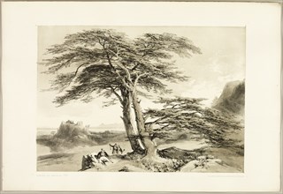 Cedars of Lebanon, from The Park and the Forest, 1841.