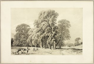 Plane Trees, from The Park and the Forest, 1841.