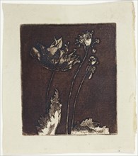 Last Poppies, 1897.