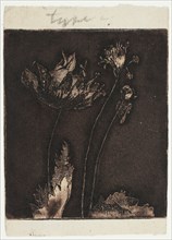Last Poppies, 1897.
