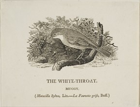 White Throat (Bird), n.d.