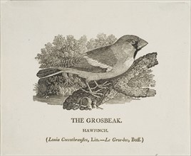 Grosbeak, n.d.