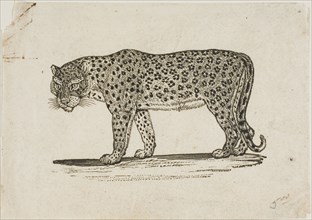Leopard, n.d.