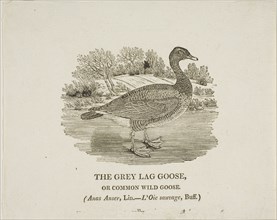 Grey Lag Goose, n.d.