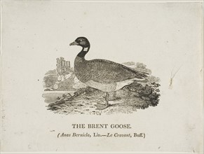 Brent Goose, n.d.