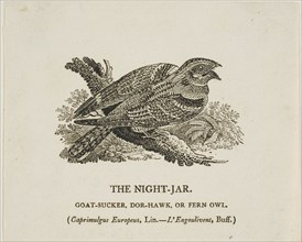 The Night-Jar, n.d.