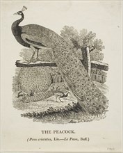Peacock, n.d.
