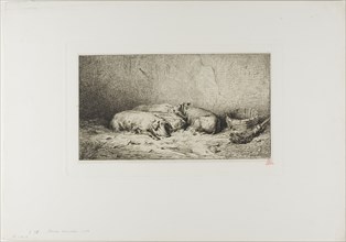 Four Sleeping Pigs, 1850.
