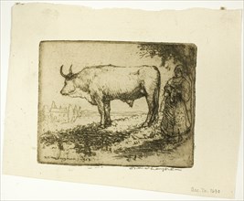 The White Ox, 1905.