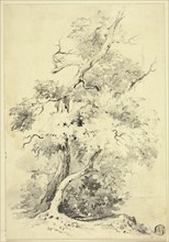 Tree on Bluff Beside Water, n.d. Creator: Joshua Wilson Faulkner.