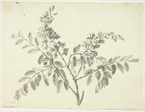 The Flowering Branch, n.d. Creator: Pierre Antoine Mongin.