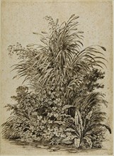 Plants at Water's Edge, c. 1800. Creator: Carl Wilhelm Kolbe the elder.