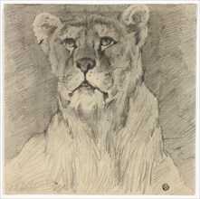 Front View of Seated Lioness, n.d. Creator: Frederik William Zurcher.