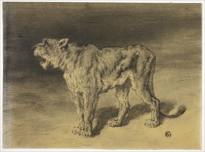 Lioness Roaring, n.d. Creator: Frederik William Zurcher.