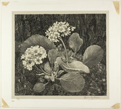 Little Plant in Moss, plate one from Flower Studies, 1898, printed 1917/19. Creator: Theo van Hoytema.