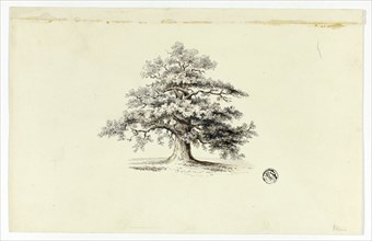 Oak Tree, n.d. Creator: Unknown.