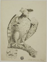 Great American Harpy, n.d. Creator: Unknown.