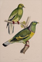 The pigeons, 1857. Creator: Oudart, Paul Louis (1796-1860).