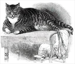 Large Cat, 1850. Creator: Unknown.