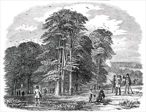 Rook-Shooting in Penshurst Park, 1850. Creator: Unknown.