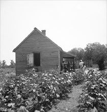 Typical cotton picker's shack of the South, Mississippi, 1936. Creator: Dorothea Lange.